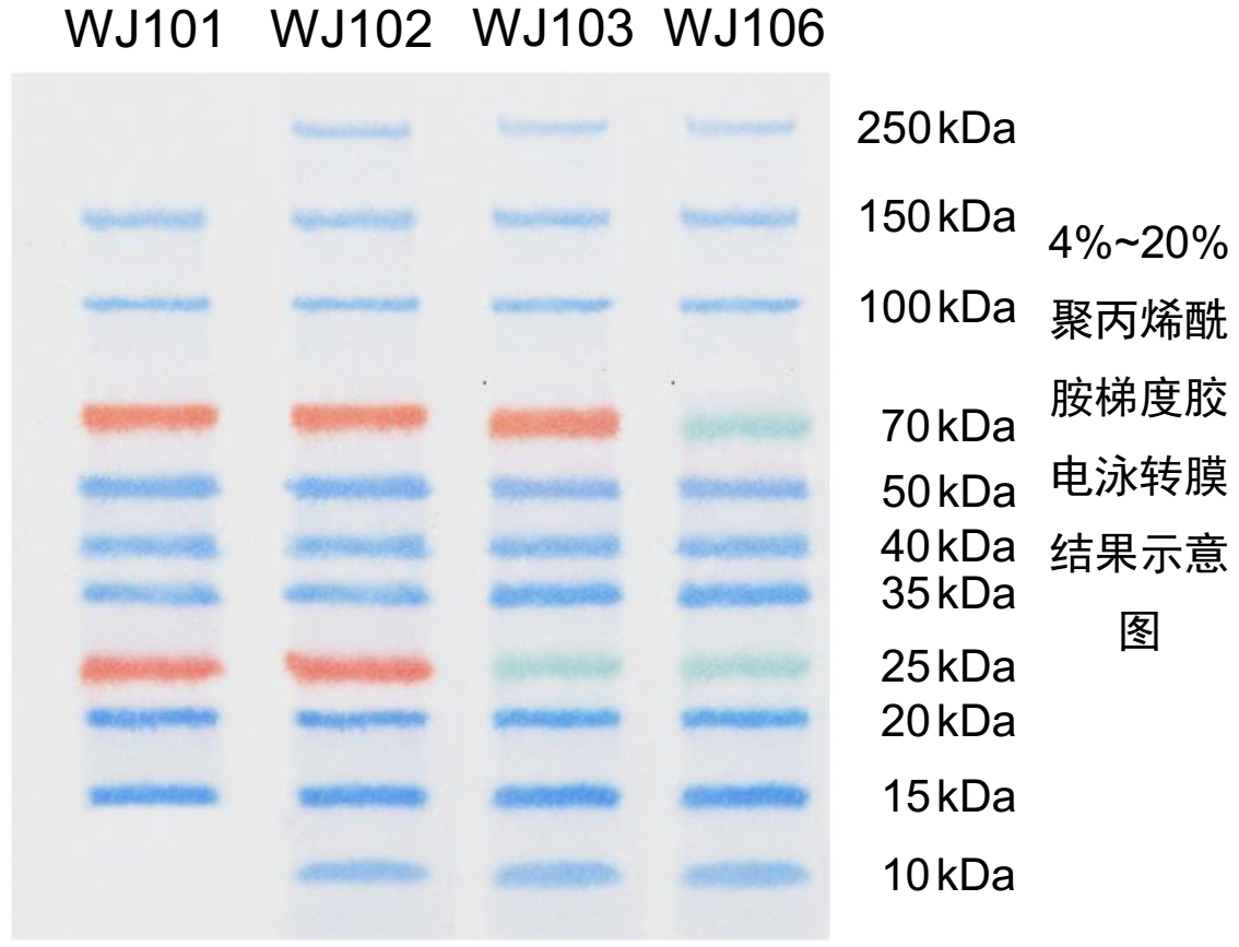 三色预染蛋白marker 10 kd~250 kd